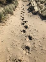 Leave only Footprints