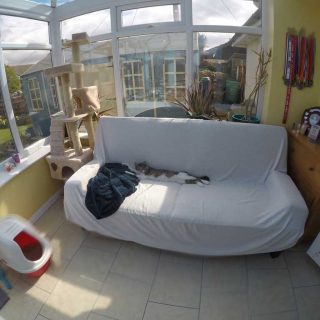 Cat Luxury