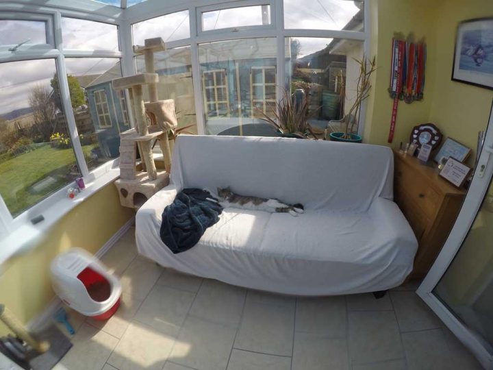 Cat Luxury