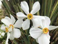 Daffodils