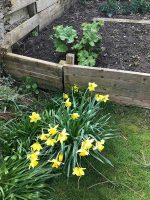 Daffs