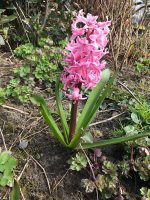 Hyacinth