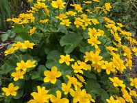 Marsh Marigolds