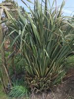 Phormium