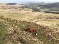 Pony