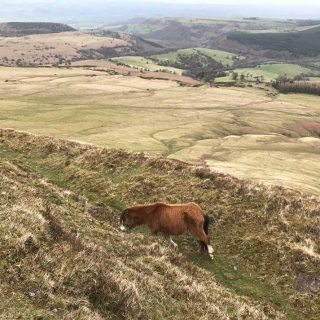 Pony