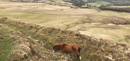 Pony