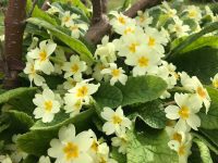 Primrose
