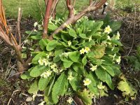 Primroses