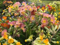 Primulas