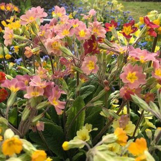 Primulas
