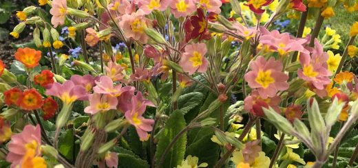 Primulas