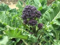 Purple sprouting broccoli