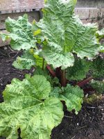 Rhubarb