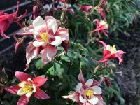Aquilegia