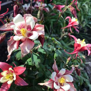 Aquilegia