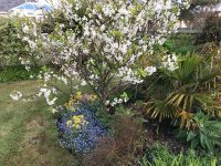 Cherry Blossom