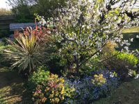 Cherry Tree and Primula