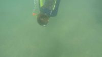Diving