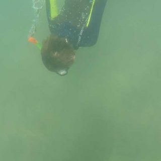 Diving
