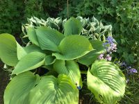 Giant Hosta