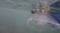 Jellyfish Face