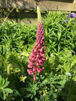 Lupin
