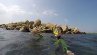 Morgan with Spider Crab