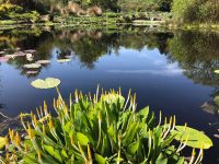 Pond