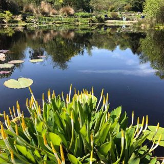 Pond