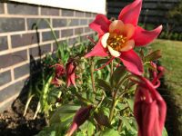 Red Hobbit Aquilegia