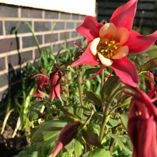 Red Hobbit Aquilegia