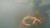 Spider Crab