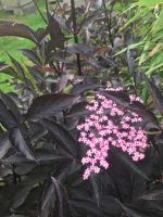 Black Elder