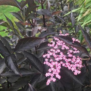 Black Elder