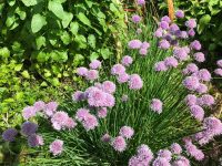 Chives