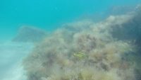 Corkwing Wrasse