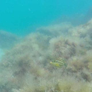 Corkwing Wrasse