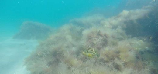 Corkwing Wrasse
