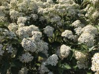 Daisy Bush