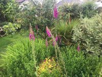 Foxgloves