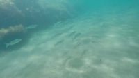Grey Mullet