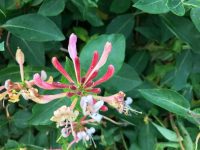 Honeysuckle