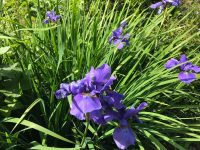 Iris