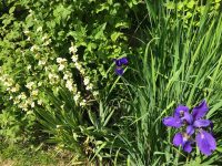 Iris and Sisyrynchium
