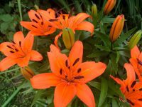 Lillies