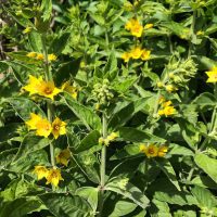 Loosestrife