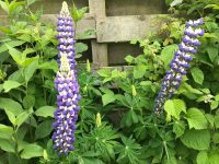Lupins