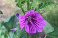 Mallow