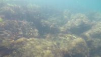 Shoal of Fish